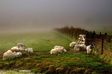 Schafe im Nebel von John Leeninga