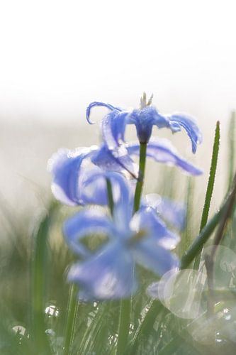 Blauw in de vrieskou