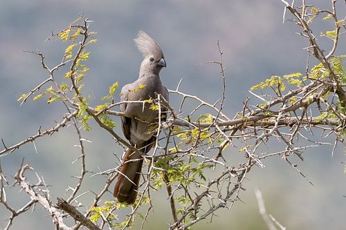 Large Go-away Bird by Angelika Stern