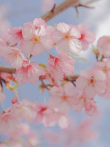 Kirschblüten III von Piret Victoria Ribas Photography