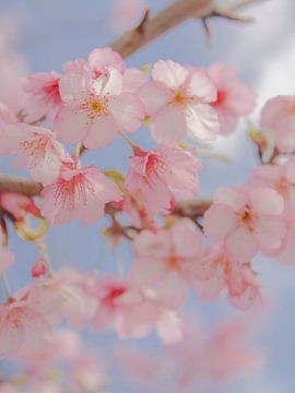 Kirschblüten III von Piret Victoria Ribas Photography