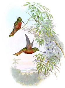 Matthews ’Panoplites, John Gould van Hummingbirds