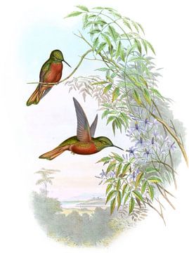 Matthews’ Panoplites, John Gould by Hummingbirds