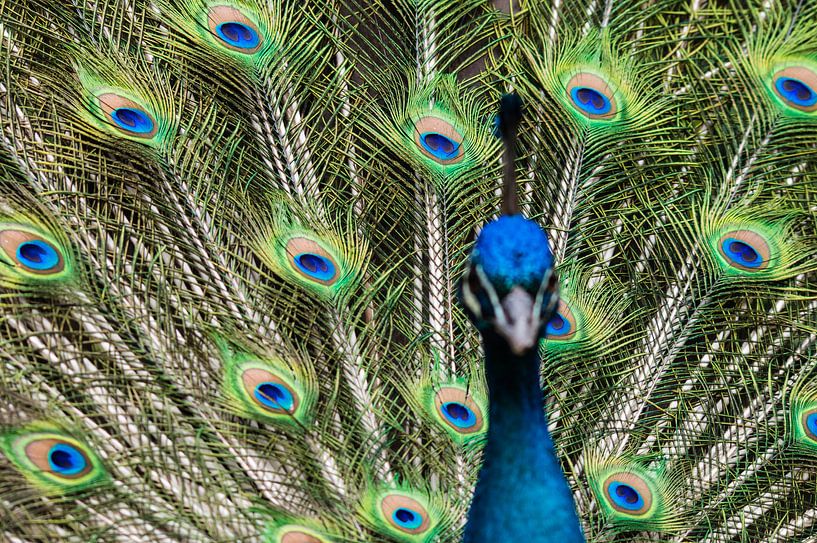 Peacock par Aad Clemens