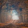 Magical light in the forest van Tonny Eenkhoorn- Klijnstra
