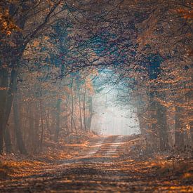 Magical light in the forest van Tonny Eenkhoorn- Klijnstra