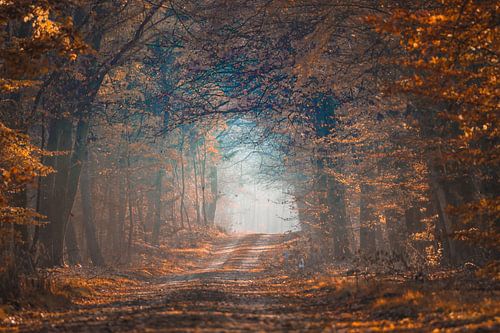 Magical light in the forest