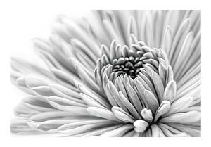 Blüte