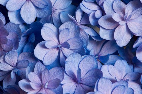 Close-up van een hortensia in blauw en roze