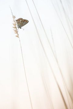 Bruin Blauwtje van Danny Slijfer Natuurfotografie