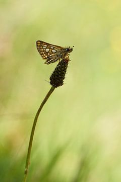 Chequered Skipper at rest by Francois Debets