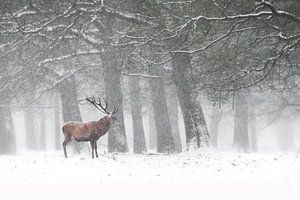 Rothirsch im Schnee