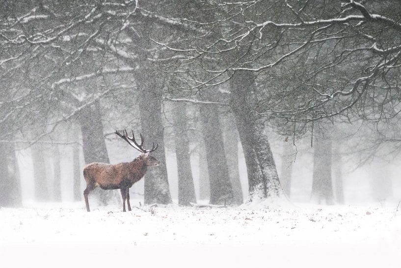 Cerf rouge dans la neige par Albert Beukhof