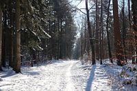 Forêt enneigée à Epe
