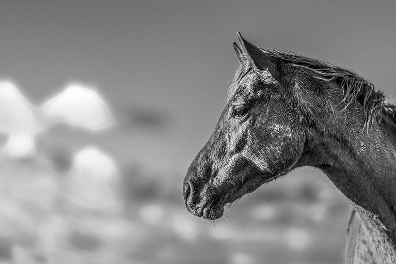 Porträt eines Pferdes auf dem Noorderleeg in Schwarz-Weiß von Harrie Muis