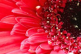 Gerbera links van John Groen