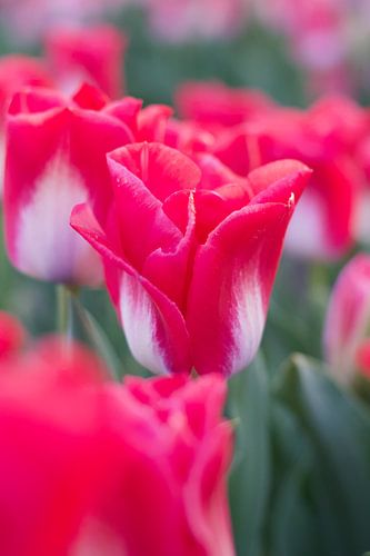 Roze tulp in een tulpenveld