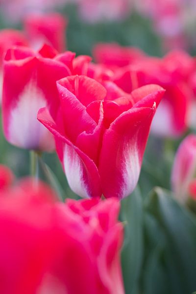 Pink tulip in a tulip field by WeVaFotografie