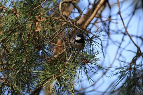 Kohlmeise im Nadelbaum