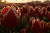 Red yellow tulip at dawn with small dewdrops