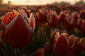 Rotgelbe Tulpe in der Morgendämmerung mit kleinen Tautropfen von Photos by Aad