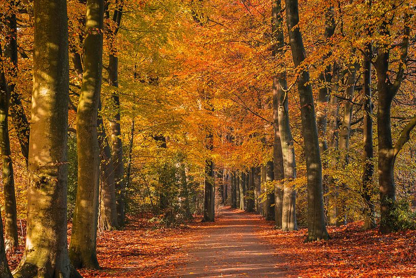 Het Herfstbos by Ema Erkens