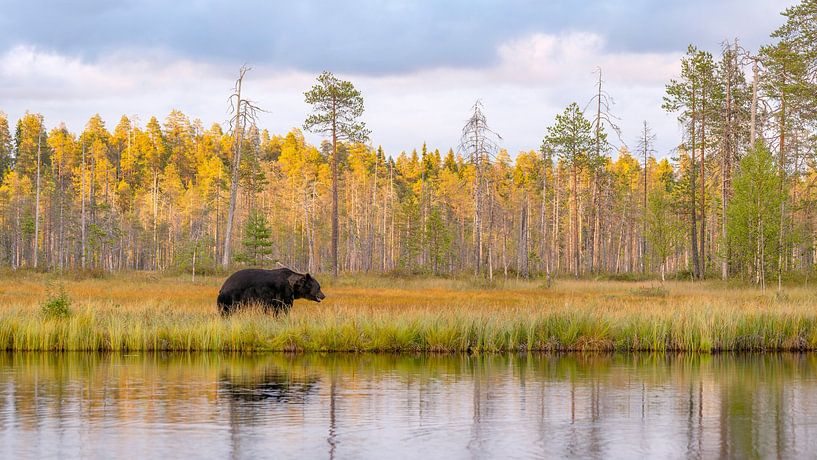 European brown bear during sunset. by Albert Beukhof
