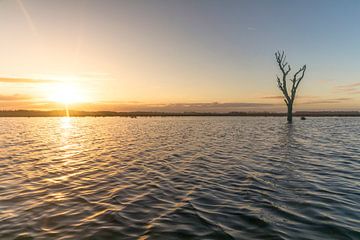 L'arbre au lever du soleil sur Marcel Kerdijk