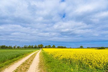 Rapsfeld und Feldweg mit Bäumen bei Purkshof von Rico Ködder