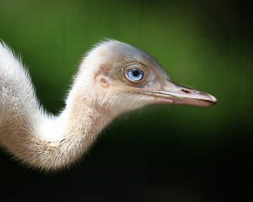 Greater Rhea (Nandoe) von Patrick van Bakkum