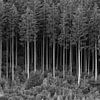 FOREST 01 sur Tom Uhlenberg
