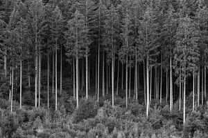 FOREST 01