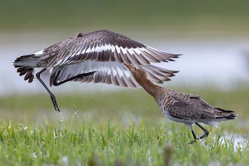 Samen vechten: twee Grutto's in actie van Thijs Schouten