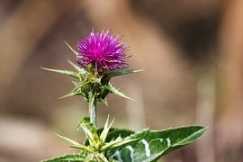 Mariendistel