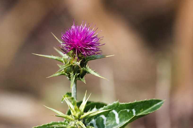 Milk Thistle by Rolf Pötsch