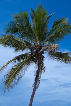 Palme am Strand von Jambiani von Lisette van Leeuwen