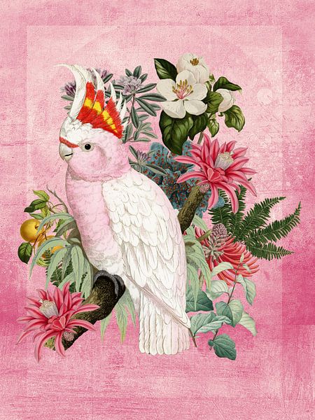 Inca cockatoo on Pink by Marja van den Hurk
