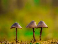 Paddenstoelen