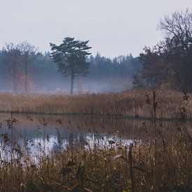 misty lake by Stefan den Engelsen