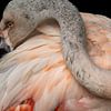 Flamingo by Kees Korbee