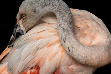 Flamingo by Kees Korbee