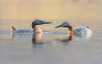 A pair of Great Grebes in love by Lennart Verheuvel thumbnail