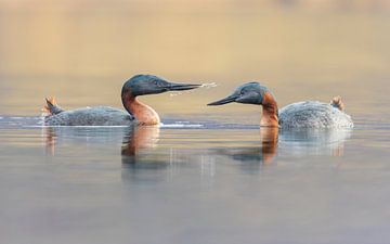 A pair of Great Grebes in love