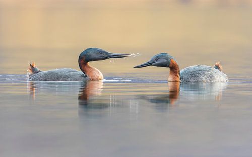 Un couple de grèbes huppés amoureux