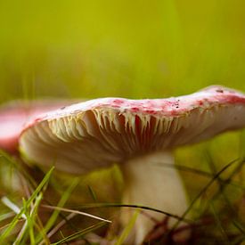 Mushroom by Geert Huberts