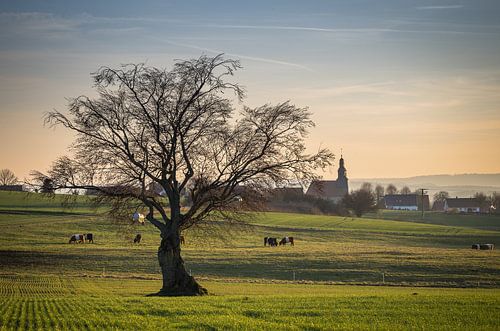 Oude koperen beuk in Vogelsberg