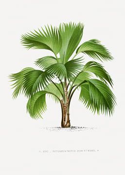 Palmiers | Pritchardia Pacifica sur Peter Balan