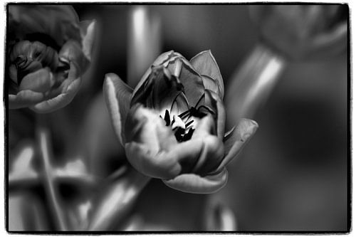 tulipes en noir et blanc