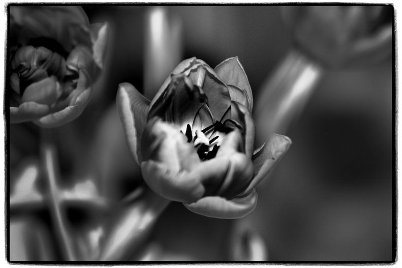 tulips in black and white by Pictures by Van Haestregt