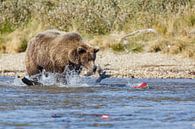 Grizzly beer jagend op rode zalm  van Menno Schaefer thumbnail